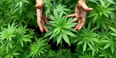 Legale la cannabis coltivata in casa “Uno...