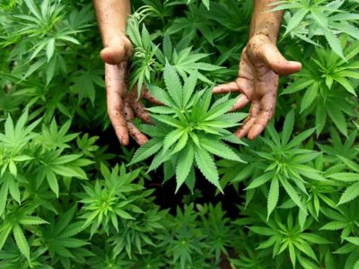 Legale la cannabis coltivata in casa “Uno schiaffo allo spaccio”