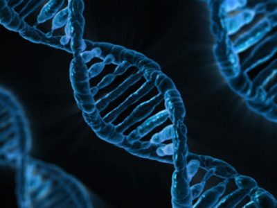 Dna e volto umano: il gene che ha cambiato l’evoluzione