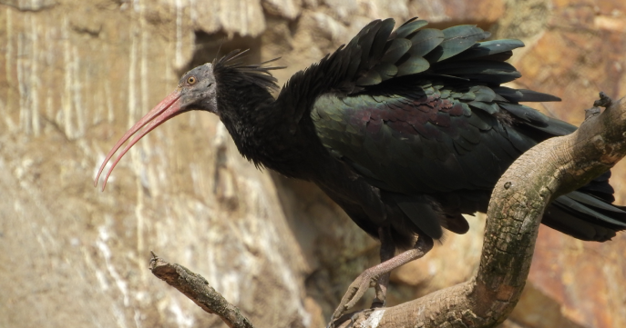 uccello, lav zoomafia