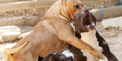 Rapporto Zoomafia 2019 in Italia, presentato da...