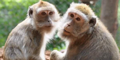 Macachi liberati grazie all’Istituto Supe...