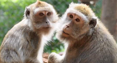 Macachi liberati grazie all’Istituto Superiore di Sanità