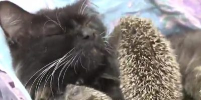 Otto cuccioli di riccio adottati e nutriti da u...