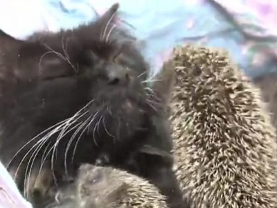 Otto cuccioli di riccio adottati e nutriti da una gattina