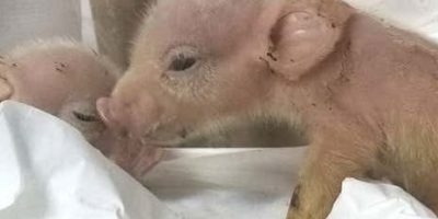 Sperimentazioni: dalla suino-umana all’ul...