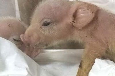 Sperimentazioni: dalla suino-umana all’ultima scimmia-maiale