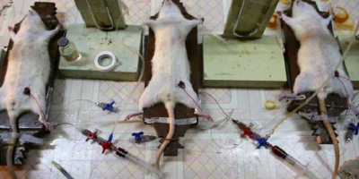 Sperimentazioni sugli animali nel decreto Mille...