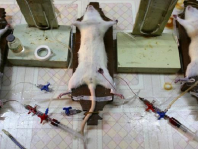 Sperimentazioni sugli animali nel decreto Milleproroghe
