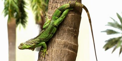 Florida in una morsa di gelo, iguane a rischio ...