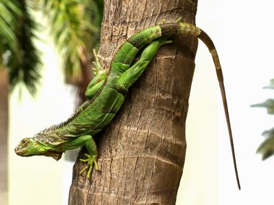 Florida in una morsa di gelo, iguane a rischio cadute dagli alberi sui passanti