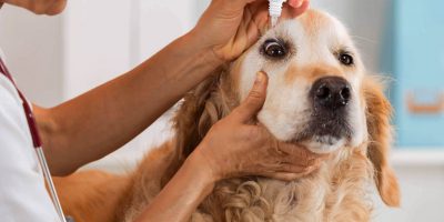 La lacrimazione nel cane, possibili cause e rimedi