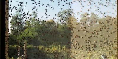 L’invasione di insetti alieni ha causato ...