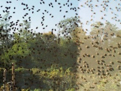 L’invasione di insetti alieni ha causato un miliardo di danni nei campi