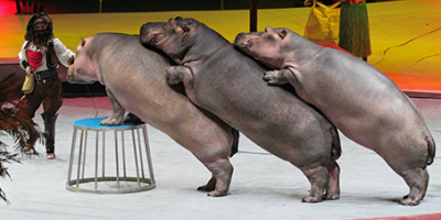 Il governo italiano dice no agli animali da circo