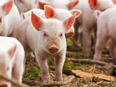 Peste suina, Coldiretti denuncia: frontiere Ue colabrodo