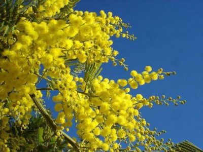 Smog, Coldiretti denuncia: città inquinate e mimose già in fiore