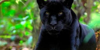 Una pantera nera è stata avvistata nelle campag...