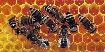 Giornata mondiale delle api: con la pandemia +4...