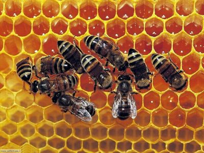 Giornata mondiale delle api: con la pandemia +44% nel consumo di miele