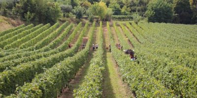 Cresce la criminalità in agricoltura: nei campi...