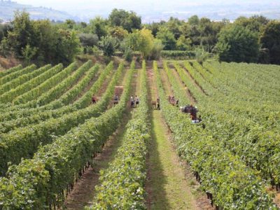 Cresce la criminalità in agricoltura: nei campi furti per 300 milioni