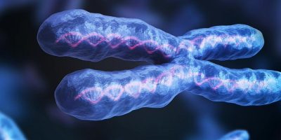Trapianto di cromosoma su cellule staminali umane