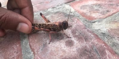 Stato d’emergenza in Somalia, il Paese è ...