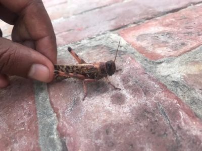 Stato d’emergenza in Somalia, il Paese è invaso dalle locuste