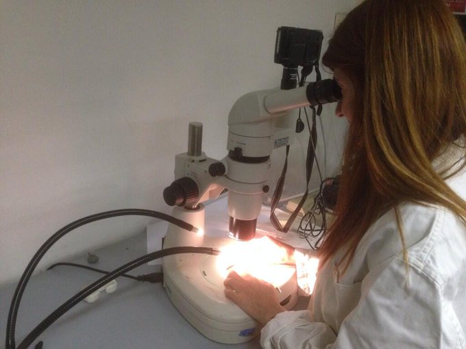 Trapianto cromosoma cellule staminali