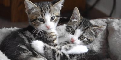 Cani e gatti, dalle Ue pene più severe per prot...