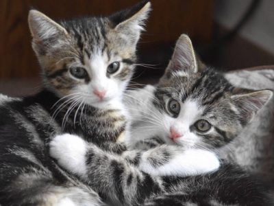 Cani e gatti, dalle Ue pene più severe per proteggerli e tutelarli