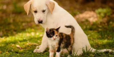 Animali da compagnia, considerazioni ad una sce...