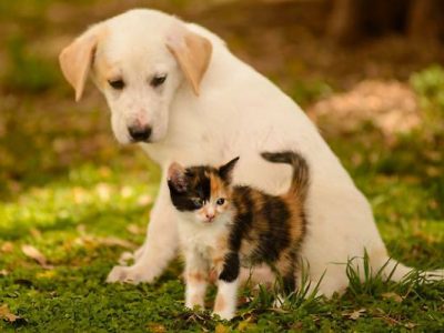 Animali da compagnia, considerazioni ad una scelta responsabile