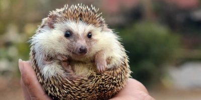 I ricci risvegliati anzitempo dal letargo risch...