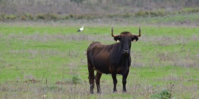 Milano, ragazza aggredita da toro mentre si rec...