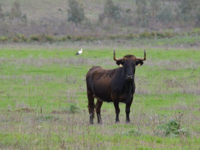 Milano, ragazza aggredita da toro mentre si reca a scuola: non è grave
