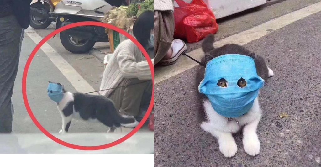 coronavirus 1350 decessi