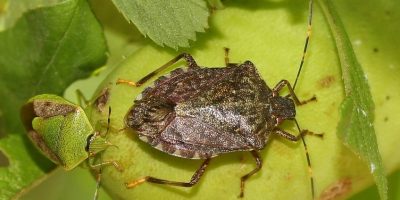 La cimice asiatica ha creato danni su tutto il ...