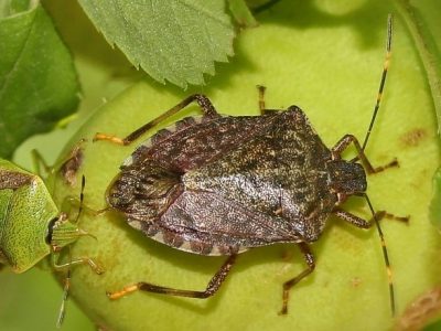 La cimice asiatica ha creato danni su tutto il territorio piemontese