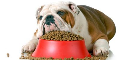 Curiosità sul mangime per animali: quando è sta...