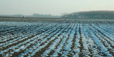 Ondata di freddo, danni all’agricoltura i...