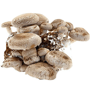 Yaki Soba funghi shiitake