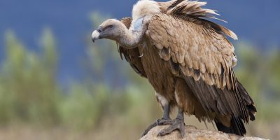 Recuperato l’avvoltoio grifone allontanat...