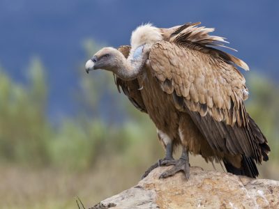 Recuperato l’avvoltoio grifone allontanatosi dal Pollino