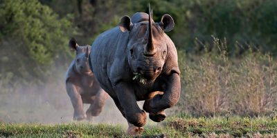 Il 3 marzo è la Giornata mondiale della natura ...