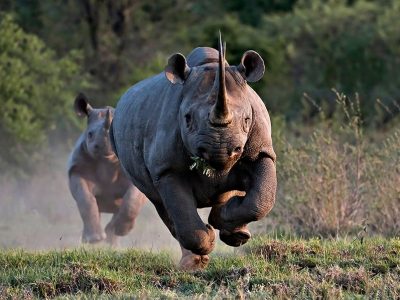 Il 3 marzo è la Giornata mondiale della natura selvatica