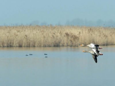 Appello per tutelare l’avifauna sulla riviera romagnola