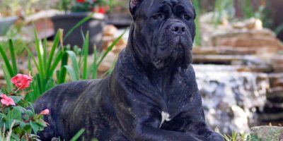 Bimbo di 8 mesi muore azzannato dal cane di fam...