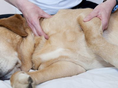 Il cane e i problemi di stomaco: quali sono le cause?